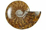 Polished Cretaceous Ammonite (Cleoniceras) Fossil - Madagascar #305959-1